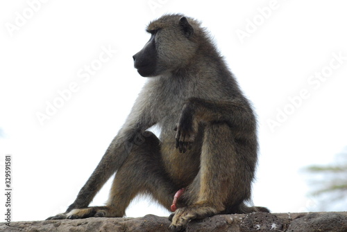 Baboon sideview