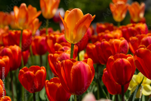 Standing Above the Rest