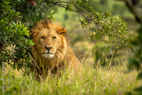 Fototapeta Naklejka Na Ścianę i Meble -  Male lion sits by bush under branch