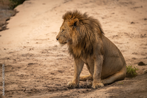 Male lion sits on sand looking left