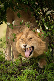 Male lion stands growling in leafy bushes