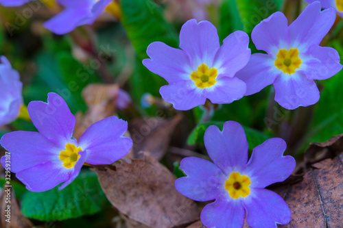 Spring flowers grow through dry leaves