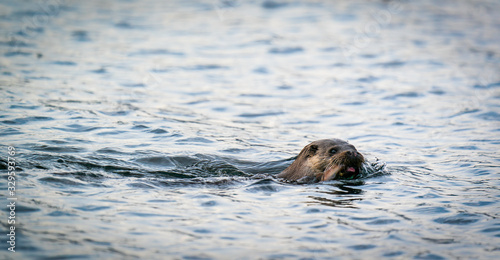 European Otter (Lutra lutra) swimming to shore with a fish