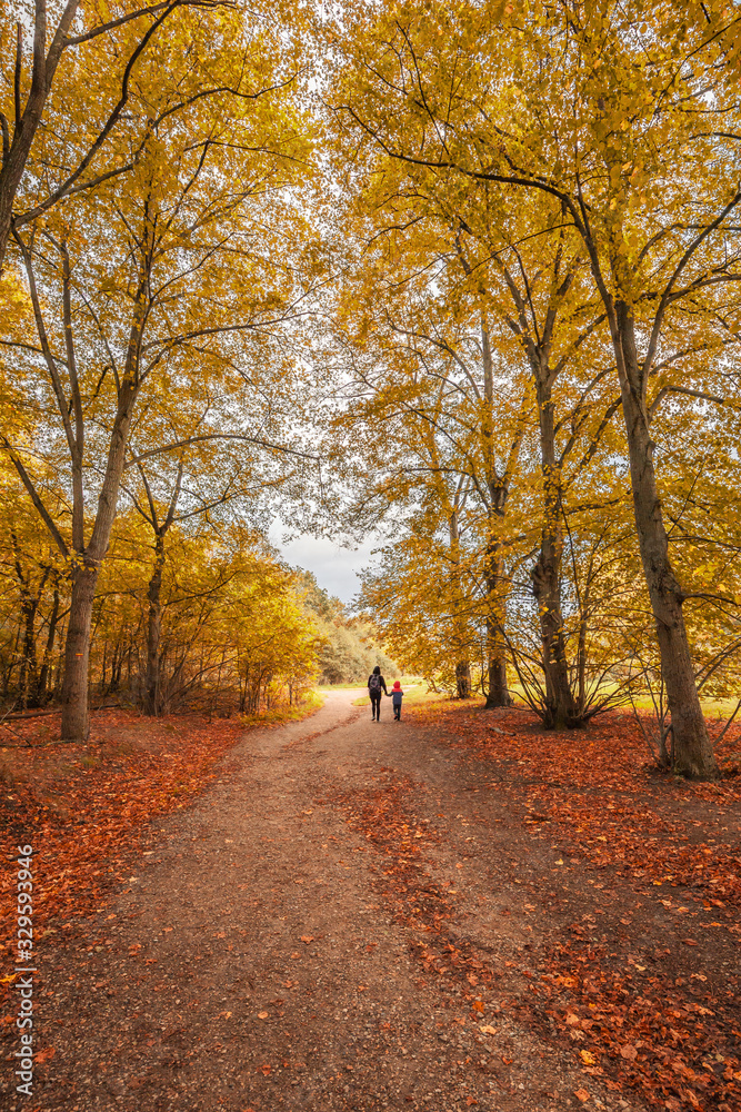 Fototapeta premium Two silhouettes strolling in a french forest in Autumn