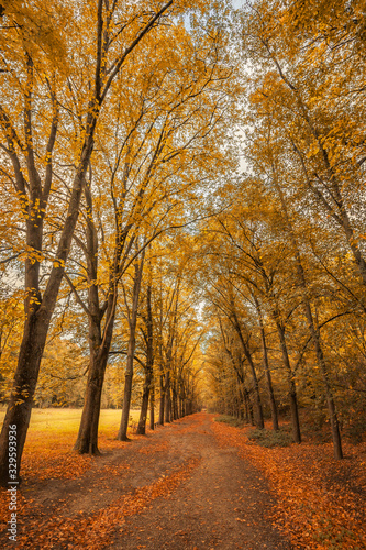 Fototapeta Naklejka Na Ścianę i Meble -  French forest lane in the fall with yellow, orange and red leaves on trees and fallen on the ground, France in Autumn