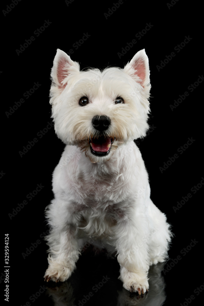 Studio shot of an adorable West Highland White Terrier Studio shot of an adorable West Highland White Terrier