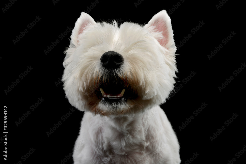 Portrait of an adorable West Highland White Terrier Portrait of an adorable West Highland White Terrier
