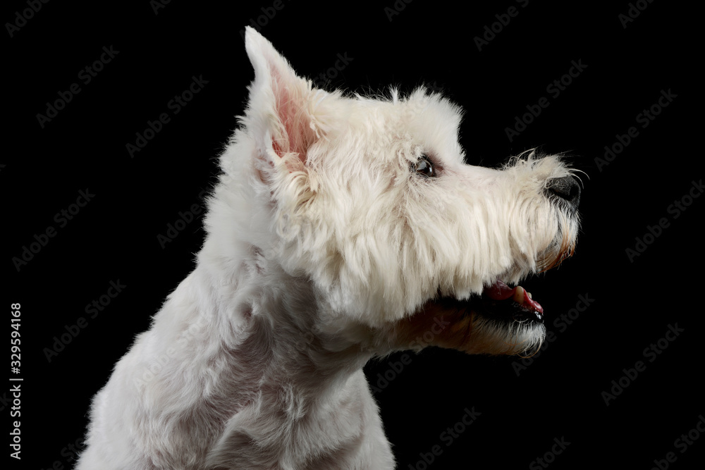Portrait of an adorable West Highland White Terrier
