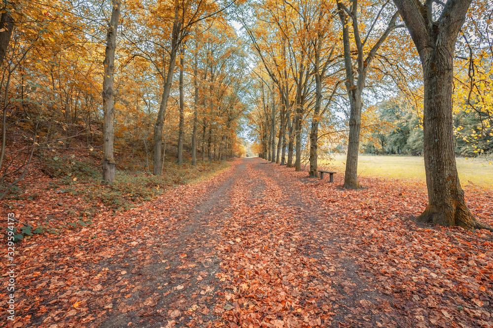 Obraz premium French forest lane in Clamart during the fall with yellow, orange and red leaves on trees and fallen on the ground, France in Autumn