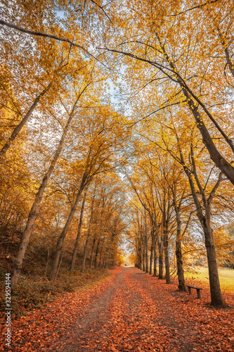 French forest lane in the fall with yellow, orange and red leaves on trees and fallen on the ground