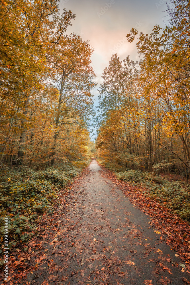 French forest during the Fall season, autumn scene with yellow, orange and red leaves on trees and fallen on the ground