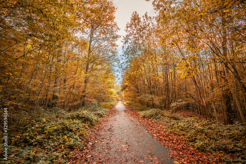 French forest lane in the fall with yellow  orange and red leaves on trees and fallen on the ground  France in Autumn