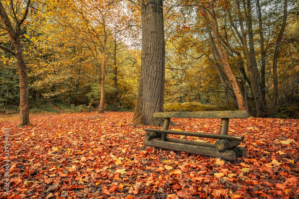 Wooden bench and autumn scene with yellow, orange and red leaves on trees and fallen on the ground
