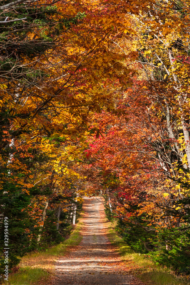 日本・北海道東部の国立公園、紅葉した林道