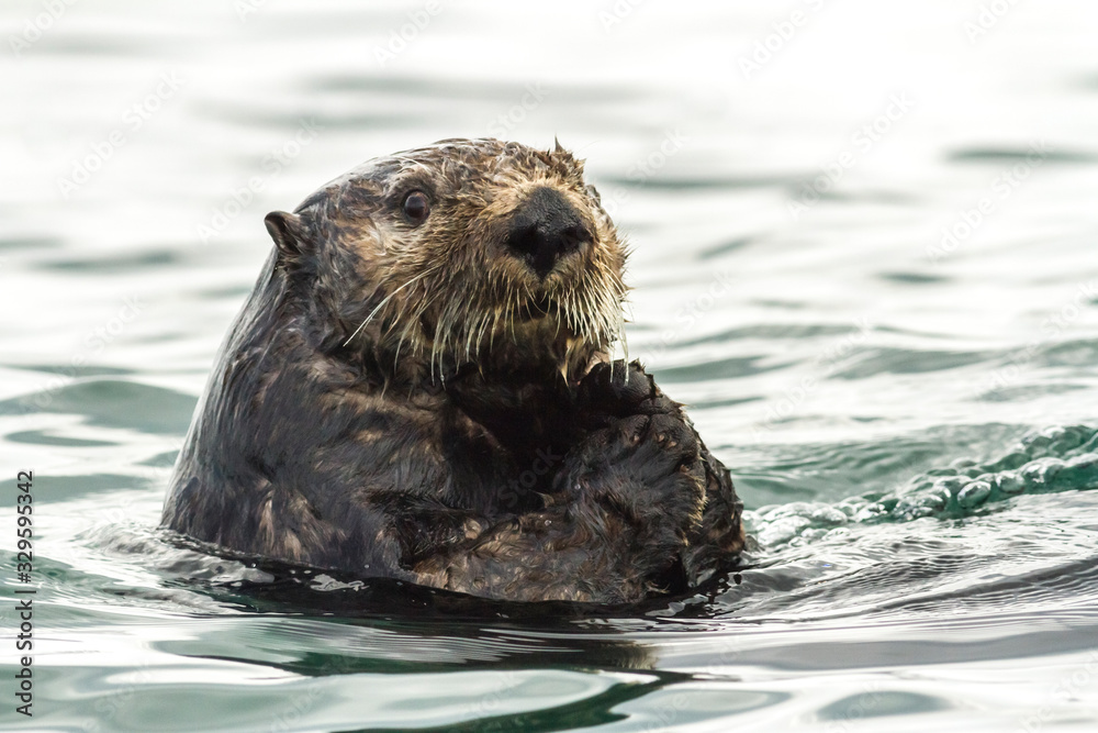 Sea Otter (Enhydra lutris) swimming in the water. Russia, Kamchatka, nearby Cape Kekurny, Russian bay Sea Otter (Enhydra lutris) swimming in the water. Russia, Kamchatka, nearby Cape Kekurny, Russian bay