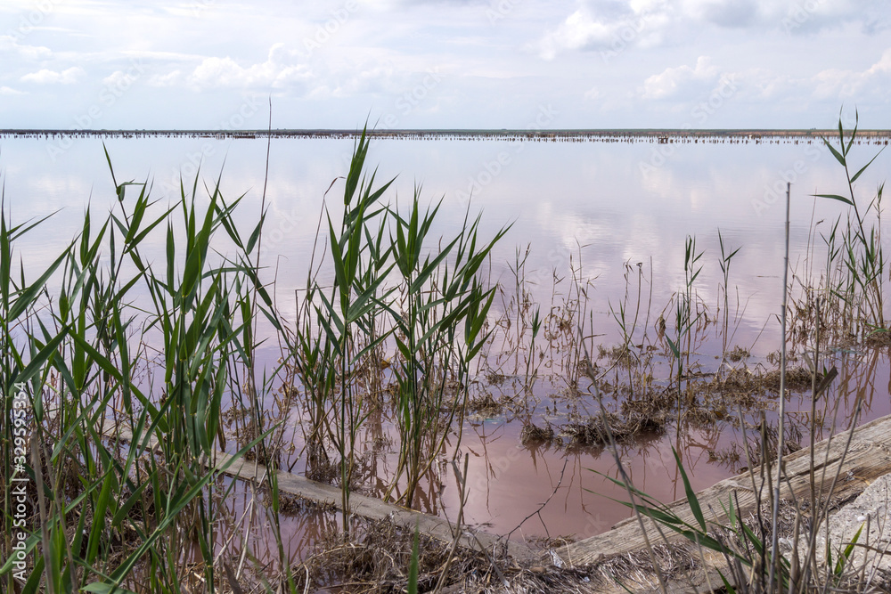Reeds on shore, pink water lake. Sky in clouds. Environment.. Reeds on shore, pink water lake. Sky in clouds. Environment..