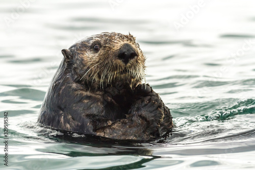Sea Otter (Enhydra lutris) swimming in the water. Russia, Kamchatka, nearby Cape Kekurny, Russian bay © Victoria