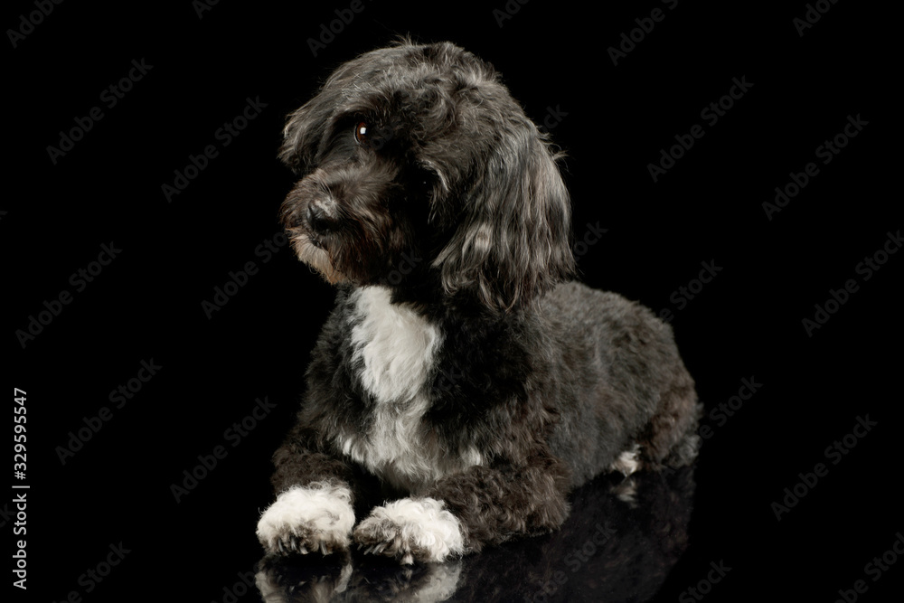 Studio shot of an adorable havanese Studio shot of an adorable havanese