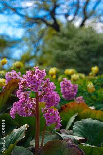 Pink garden flower Bergenia