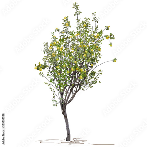 Young tree quince (Cydonia oblonga L.) with fruit, autumn
