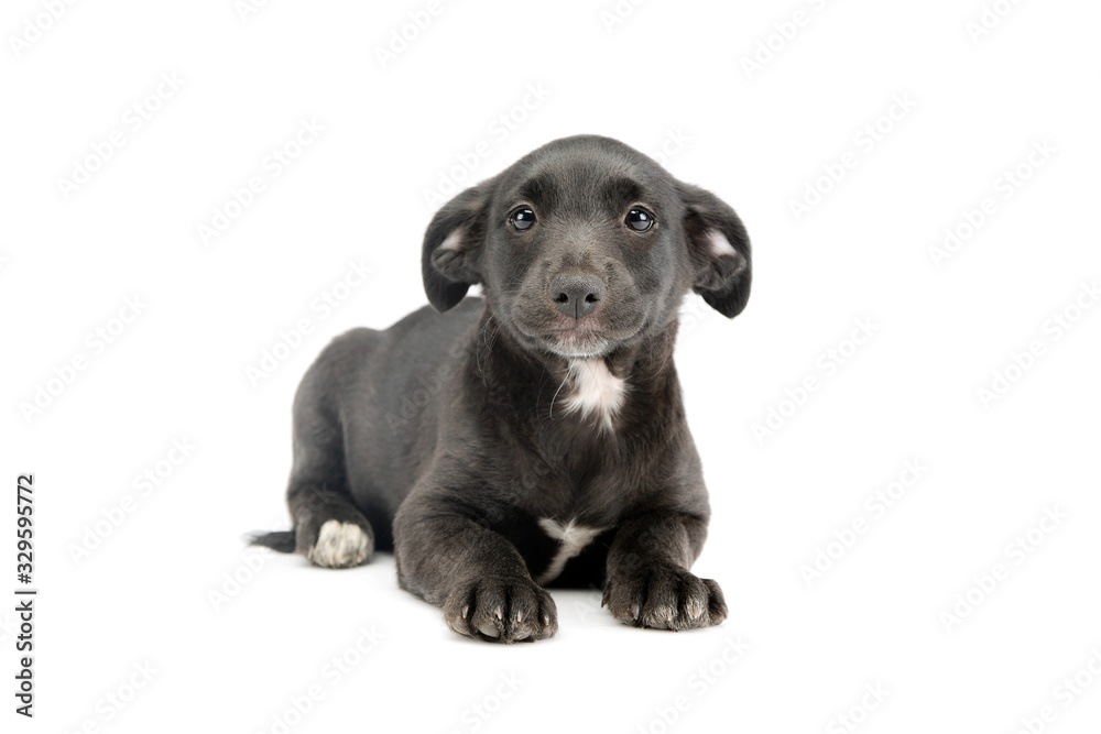 Studio shot of an adorable mixed breed puppy Studio shot of an adorable mixed breed puppy