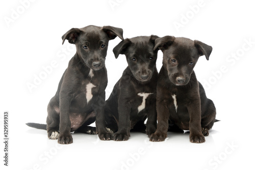 Studio shot of three adorable mixed breed puppies