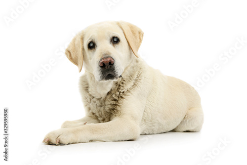 Studio shot of a beautiful blind Golden Retriever