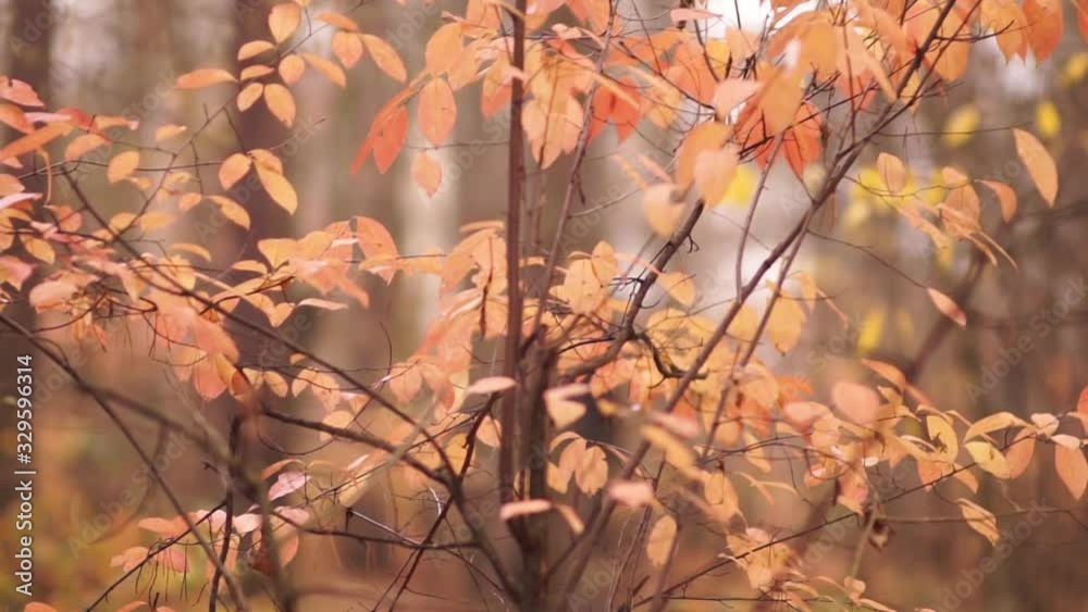 beautiful yellowed foliage on a branch in a park beautiful yellowed foliage on a branch in a park