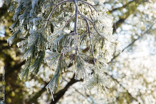 Detail of pine needles and cone encased in ice after ice storm seen during a late winter sunny morning, Quebec City, Quebec, Canada photo