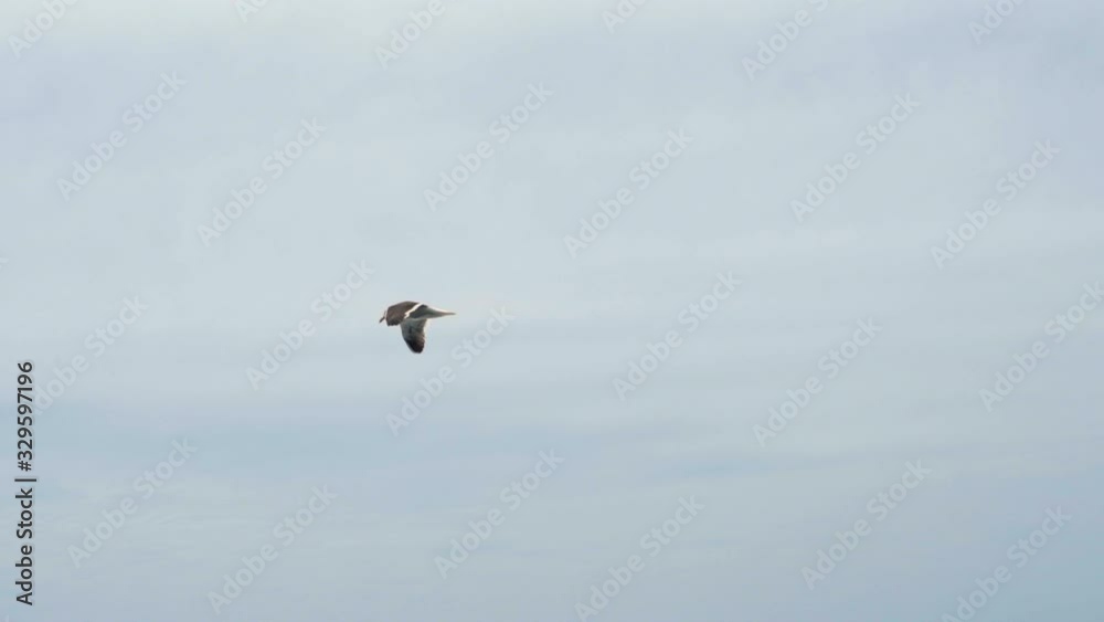 Segaull flying in the sky in slow motion Segaull flying in the sky in slow motion