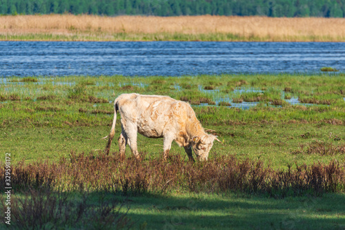 Semi-wild charolais cow grazing in the lakeside meadows of nature park 