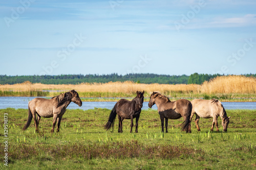 Semi-wild herd of horses Konik Polski grazing in the lakeside meadows of nature park 