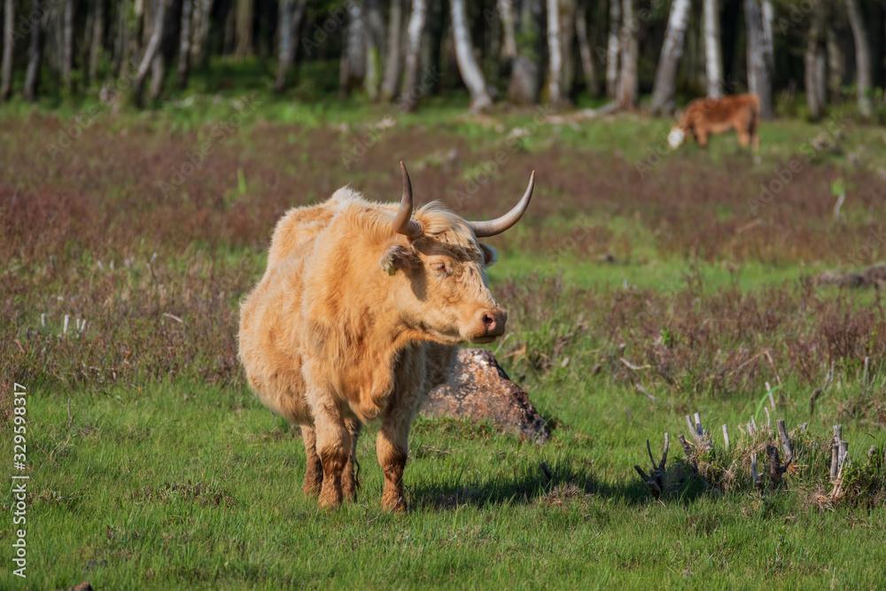 Semi-wild Highland cow grazing in the lakeside meadows of nature park Semi-wild Highland cow grazing in the lakeside meadows of nature park