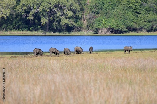 Wild boars, Sus scrofa cristalus, national park Wilpattu, Sri Lanka.  Boars rooting in the soil near a lake. © svehlik