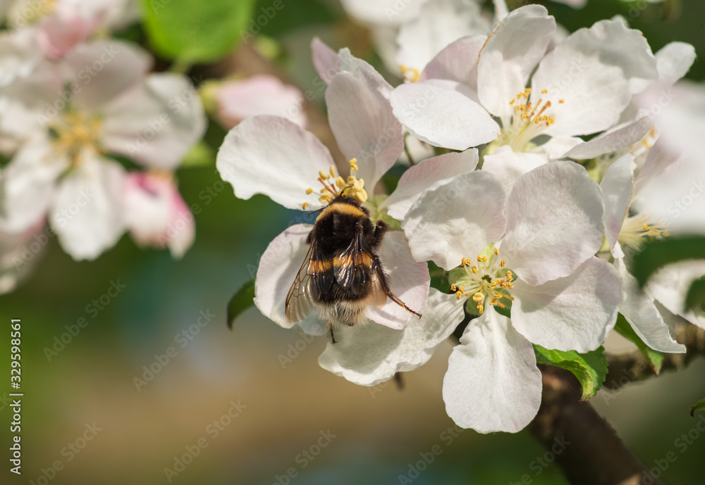 Closeup of bumblebee sitting on white and pink apple tree flowers among fresh green leaves Closeup of bumblebee sitting on white and pink apple tree flowers among fresh green leaves