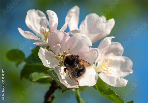 Closeup of bumblebee sitting on white and pink apple tree flowers among fresh green leaves