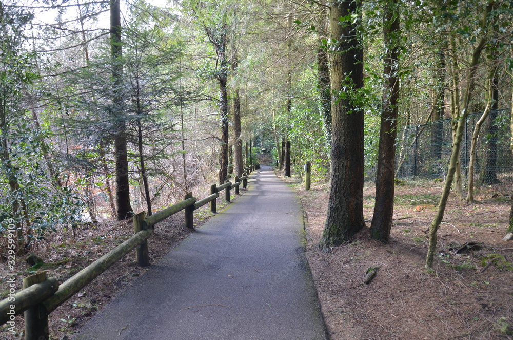 Fototapeta premium Forest Pathway