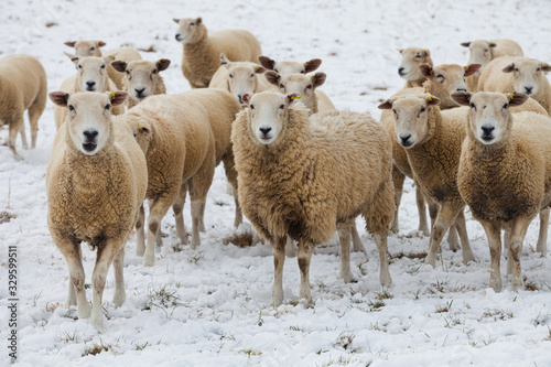 Fototapeta Naklejka Na Ścianę i Meble -  Sheep in Winter