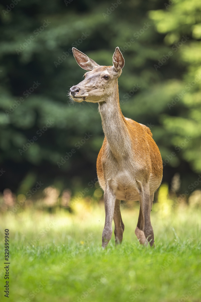 Attentive red deer, cervus elaphus, hind looking aside and listening on a meadow in forest in summer. Front view of a surprised female animal in nature. Attentive red deer, cervus elaphus, hind looking aside and listening on a meadow in forest in summer. Front view of a surprised female animal in nature.