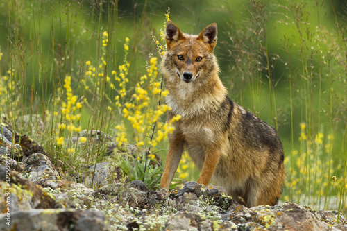 Curious golden jackal, canis aureus, standing on rocks and looking to camera in summer. Surprised wild animal in mountains. Horizontal composition of mammal in hills with copy space photo