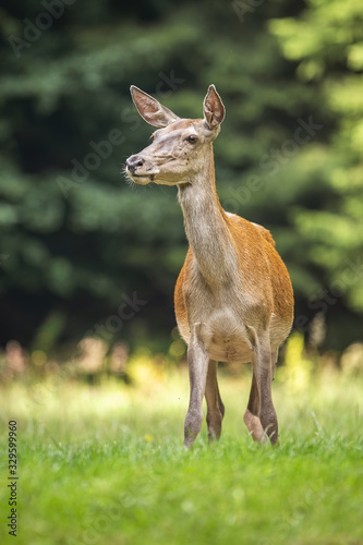 Fototapeta Naklejka Na Ścianę i Meble -  Attentive red deer, cervus elaphus, hind looking aside and listening on a meadow in forest in summer. Front view of a surprised female animal in nature.