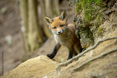 Beautiful red fox, vulpes vulpes, cub standing near tree and smiling in spring forest. Wild animal with positive emotions from front view with copy space. © WildMedia