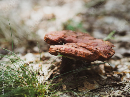 Polyporus mushroom uneatable photo