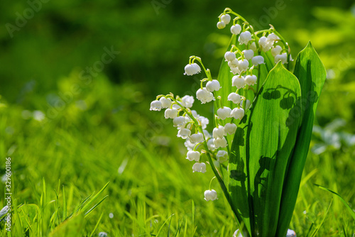 Flower Spring Lily of the valley Background Horizontal Close-up Macro shot. Close-up of lily of the valley flower spring background. Natural nature background with blooming beautiful flowers lilies.