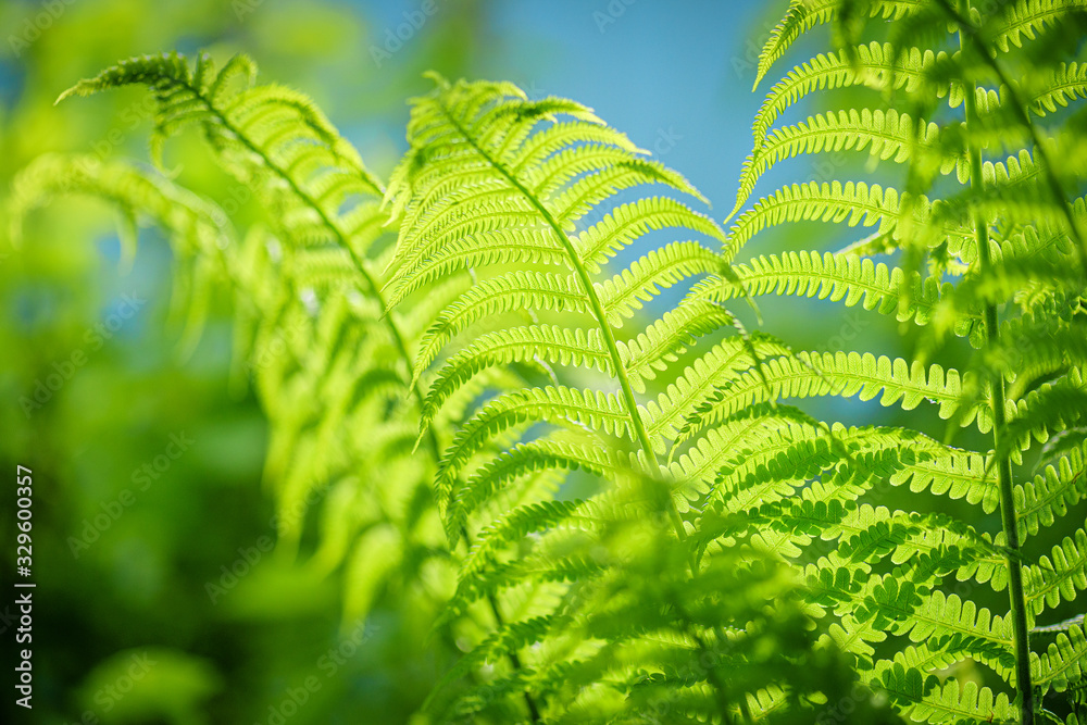 Symbol Wildlife Ecology. Green ecological wildlife concept background. Green leaf of fern in the sun. Wildlife concept. Green Leaf Fern. Ecology concept. - obrazy, fototapety, plakaty 