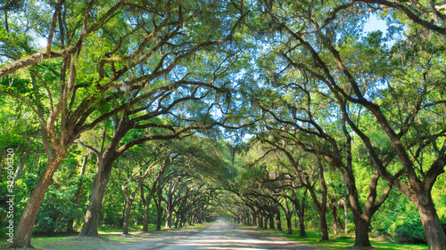wormsloe plantation savannah oak tree lined dirt road photo