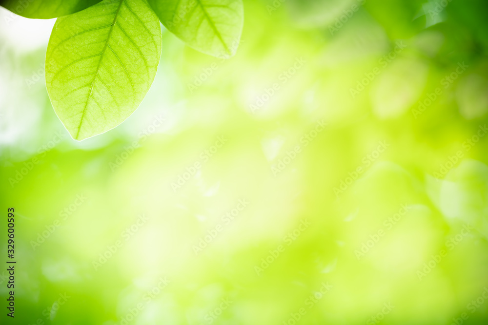 Naklejka premium Nature of green leaf in garden at summer. Natural green leaves plants using as spring background cover page greenery environment ecology wallpaper