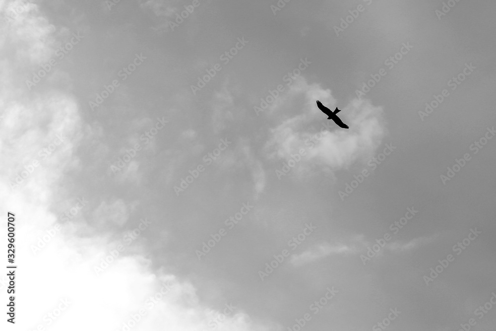 Silhouette of a flying eagle against the blue sky. Black and white photo