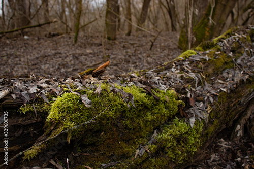 Green young moss in the forest on an old rotten fallen tree in spring close-up