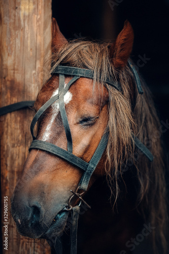 Sad face of a horse in harness. The horse is tied to a wooden post with his eyes closed.